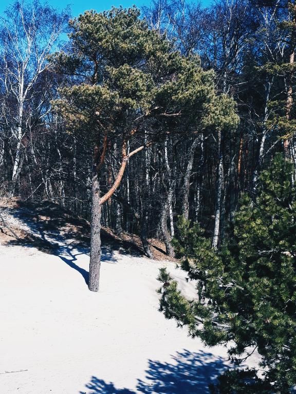 Апартаменты Apartment In The Forest Паланга